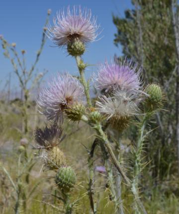 Mojave Thistle