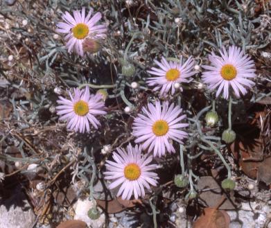 Parish's Daisy