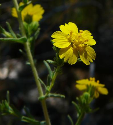 Mojave Tarplant