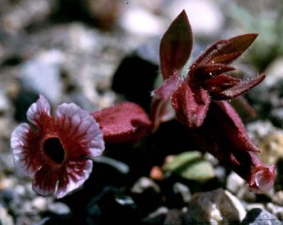 Mojave Monkeyflower
