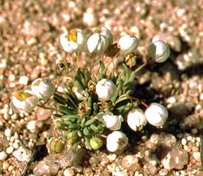 Pygmy Poppy