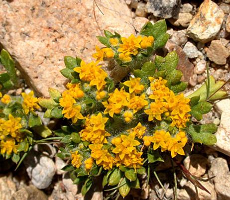 Barstow Woolly Daisy