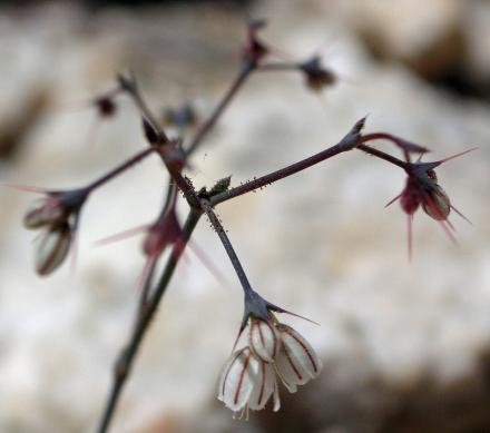 Cushenbury Oxytheca