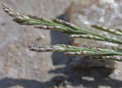 Parish's Alkali-Grass
